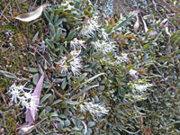 Beautiful orchids...