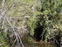 Crossing Annie Rowan Creek